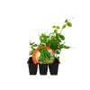 Guisante mata alta - Pack de 6 plantas de huerto