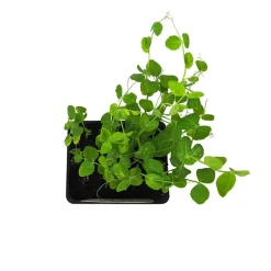 Guisante mata alta - Pack de 6 plantas de huerto