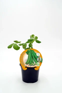 Guisante mata alta - Planta de huerto