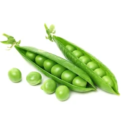 Guisante mata alta - Planta de huerto