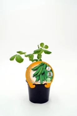 Guisante mata baja - Planta de huerto