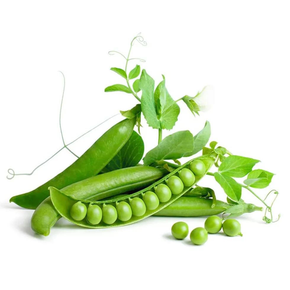 Guisante mata baja - Planta de huerto
