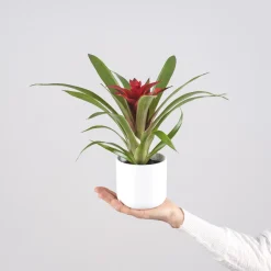 Guzmania 'Blitz'