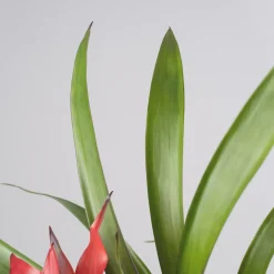 Guzmania 'Blitz'