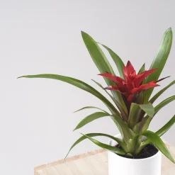 Guzmania 'Blitz'