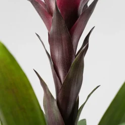 Guzmania 'Francesca'