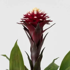 Guzmania 'Francesca'