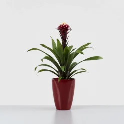 Guzmania 'Francesca'