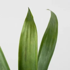 Guzmania 'Francesca'