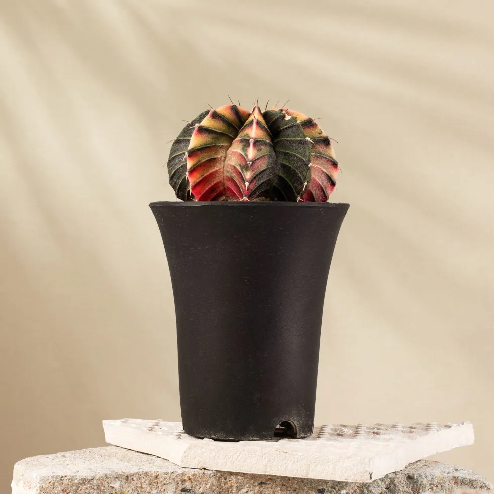 Gymnocalycium mihanovichii 'Variegata'