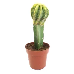 Gymnocalycium mihanovichii 'Japan'