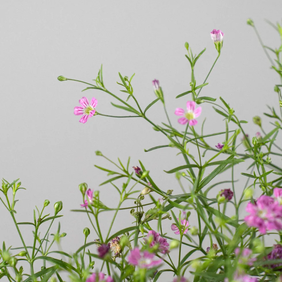 Gypsophila muralis