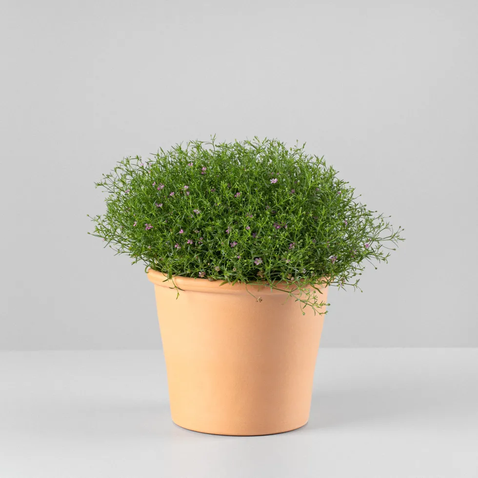 Gypsophila muralis