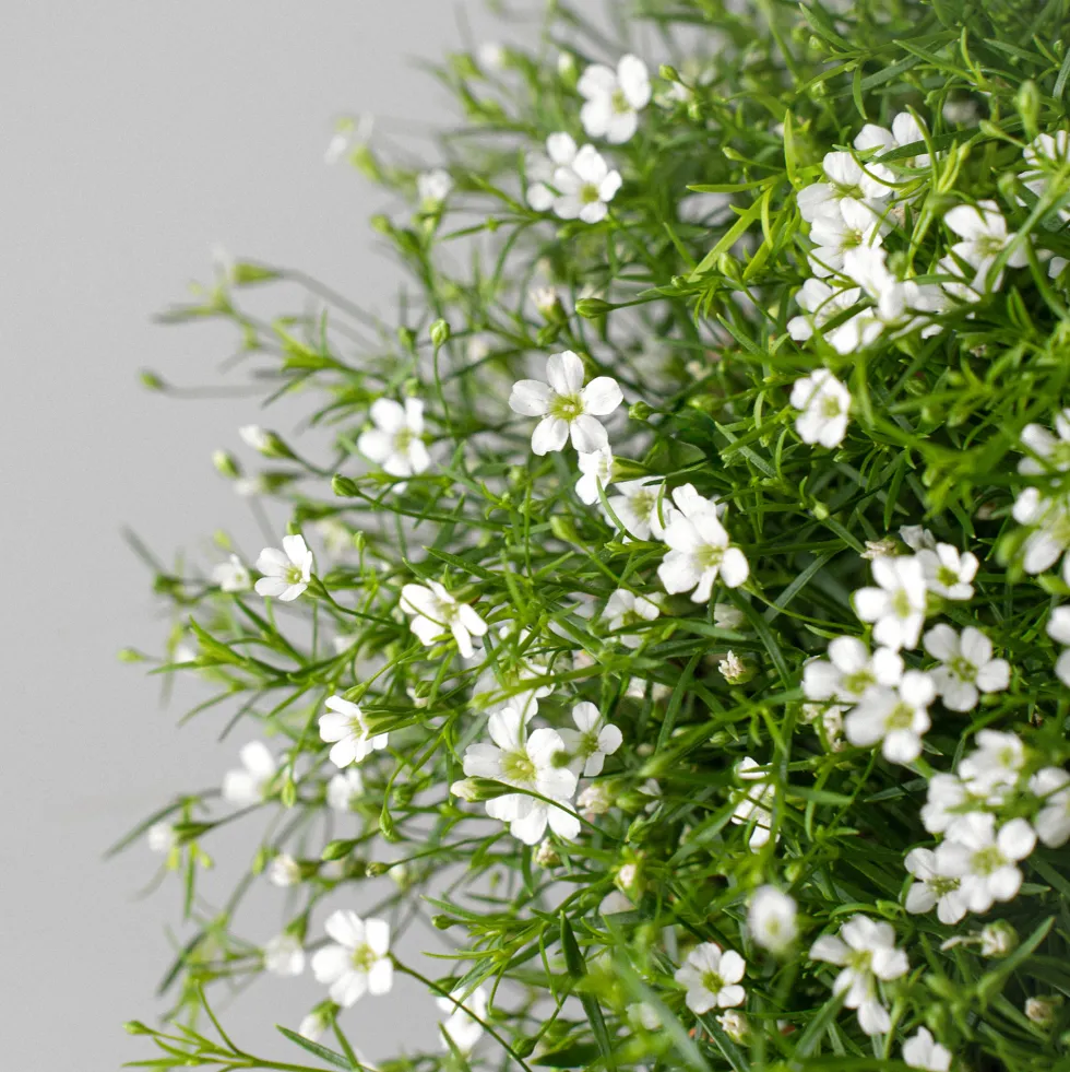 Gypsophila muralis