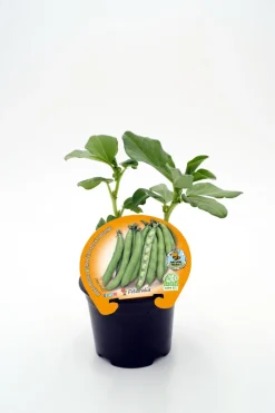 Haba - Planta de huerto
