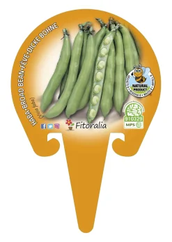 Haba - Planta de huerto