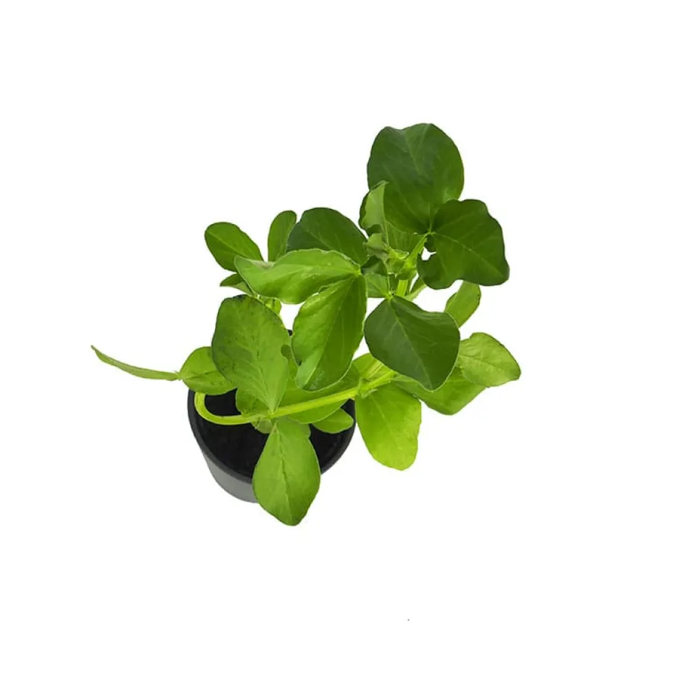 Haba - Planta de huerto
