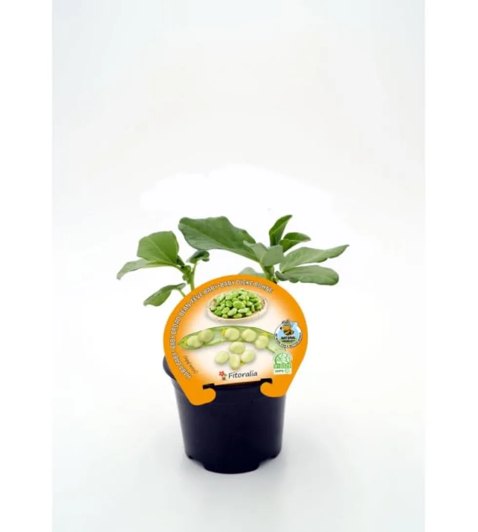 Habita Baby - Planta de huerto