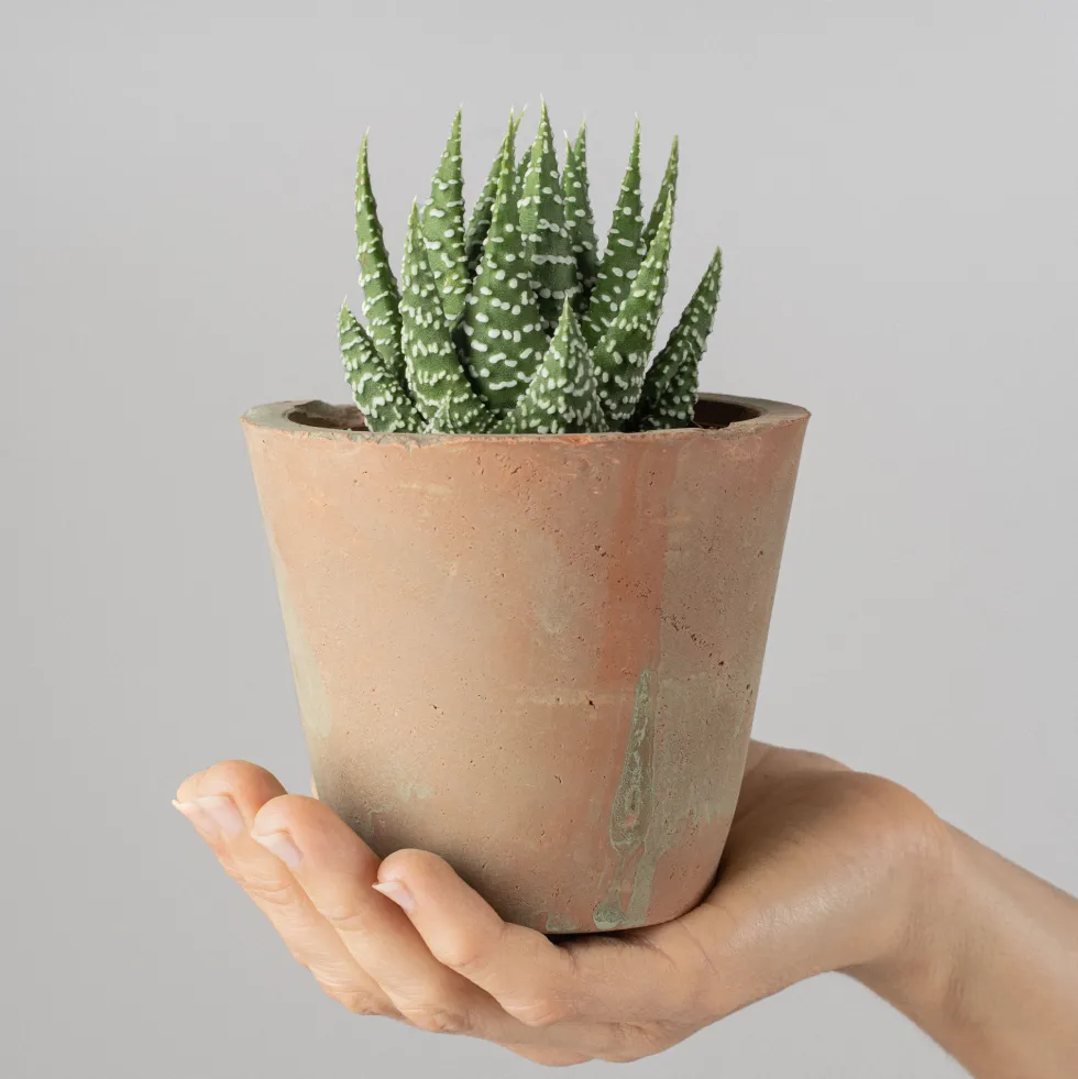 Hawortia fasciata