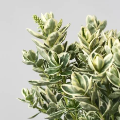 Hebe Addenda® 'Classica Katrina'