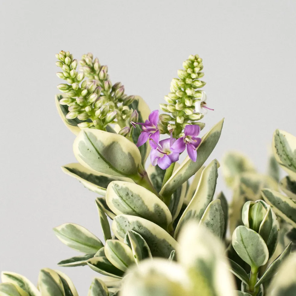 Hebe Addenda® 'Classica Katrina'