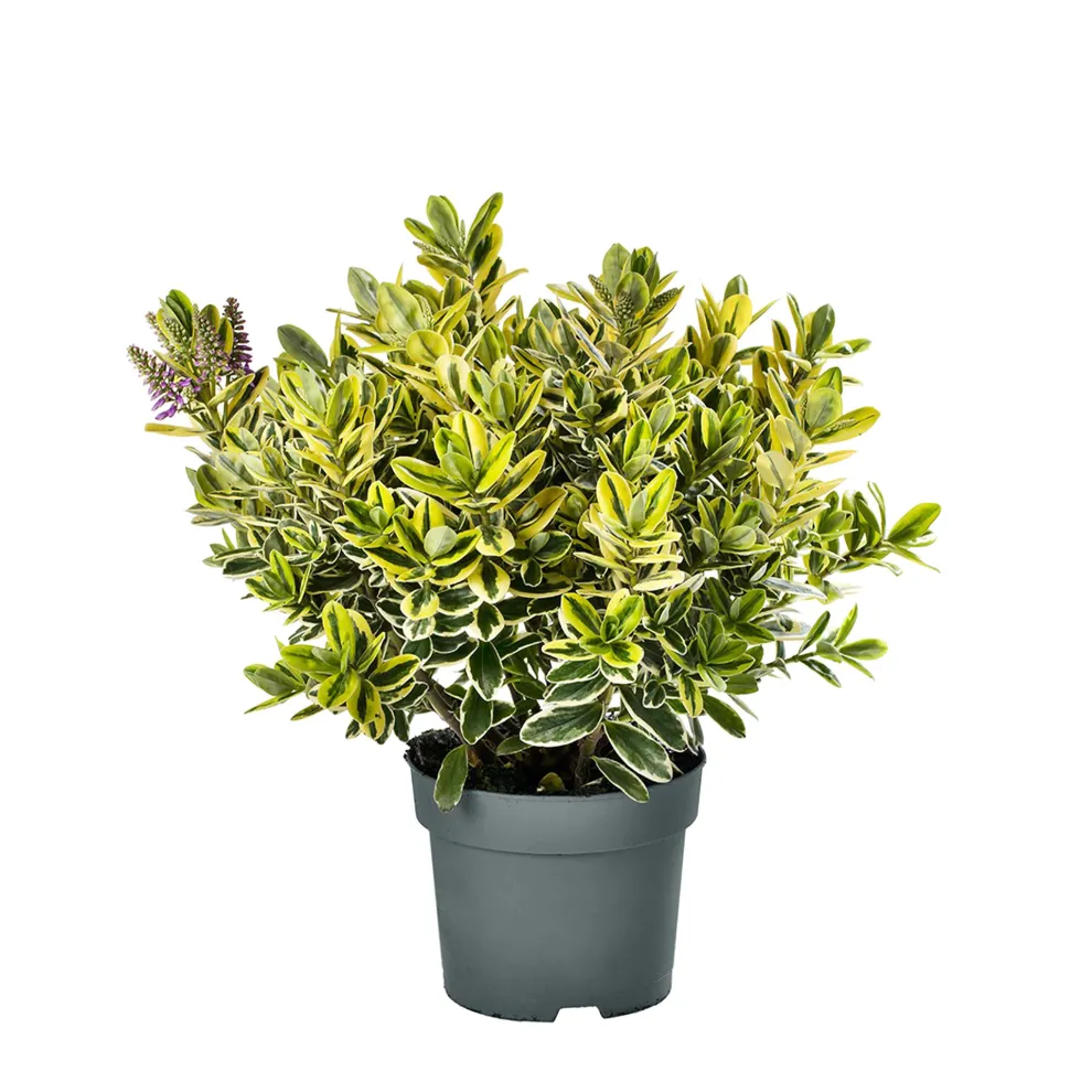 Hebe Addenda® 'Classica Katrina'