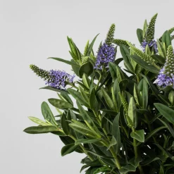 Hebe Addenda® 'Donna Britta'