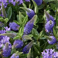 Hebe Addenda® 'Donna Britta'