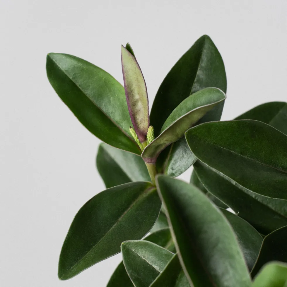 Hebe Addenda® 'Donna Eva'