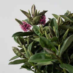 Hebe Addenda® 'Donna Eva'