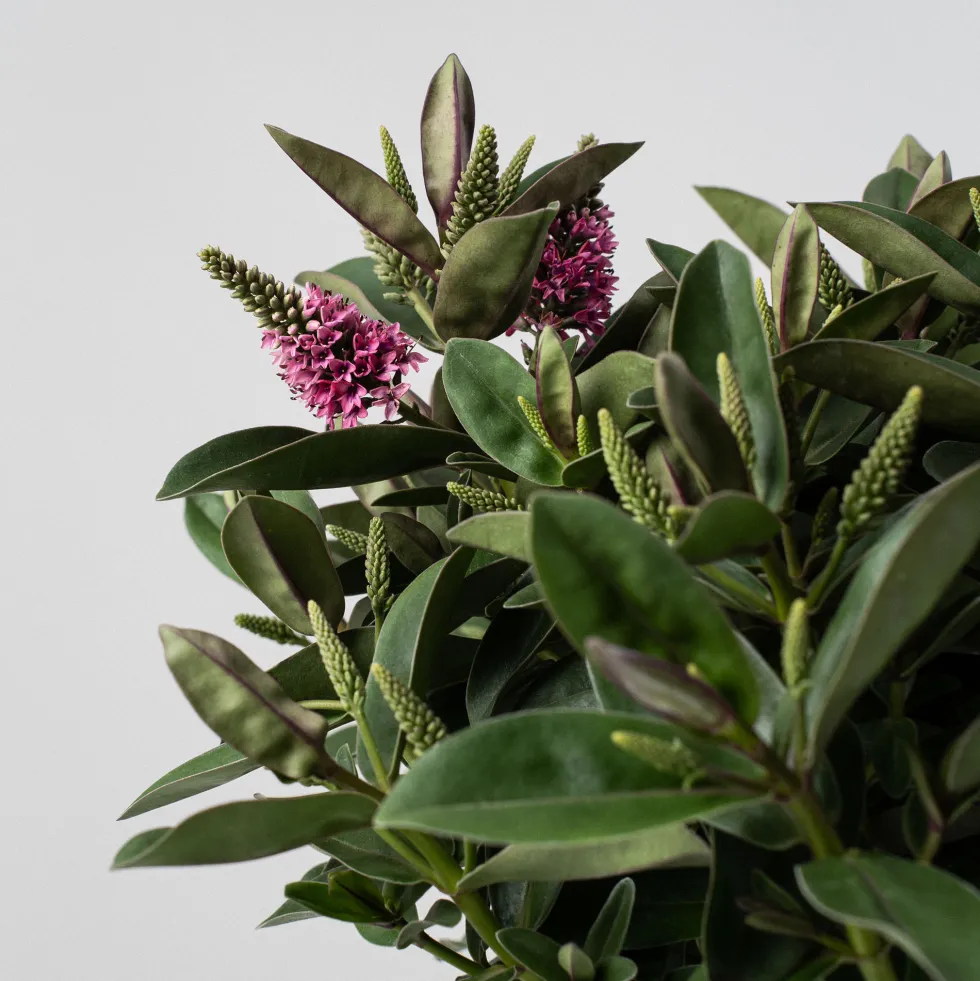 Hebe Addenda® 'Donna Eva'