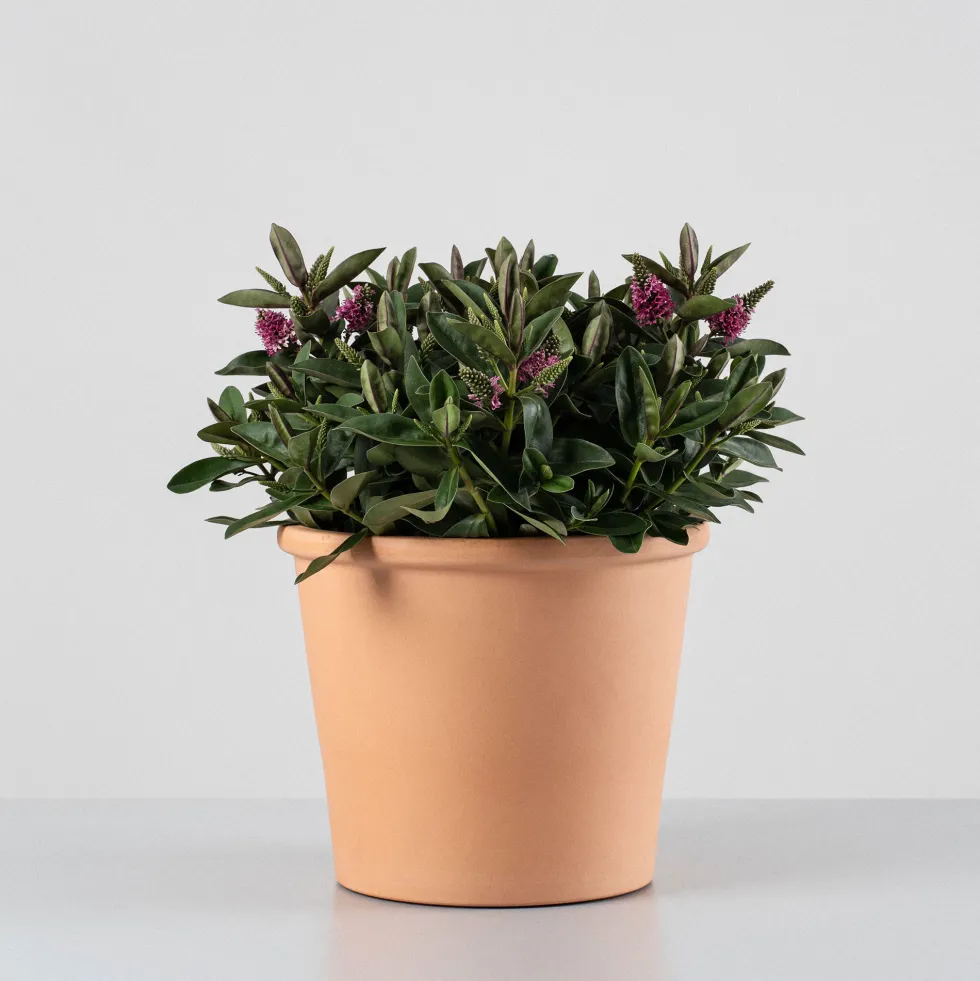 Hebe Addenda® 'Donna Eva'