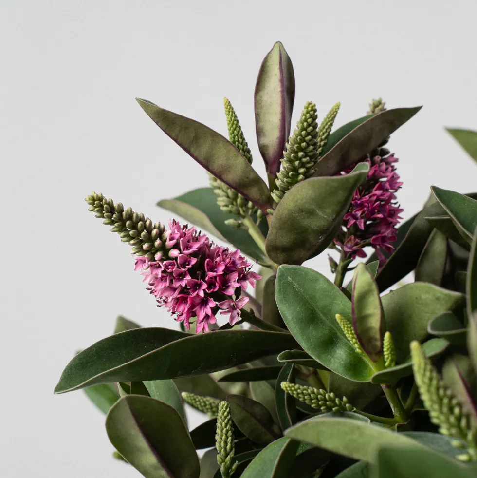 Hebe Addenda® 'Donna Eva'