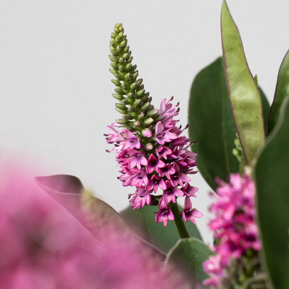 Hebe Addenda® 'Donna Eva'