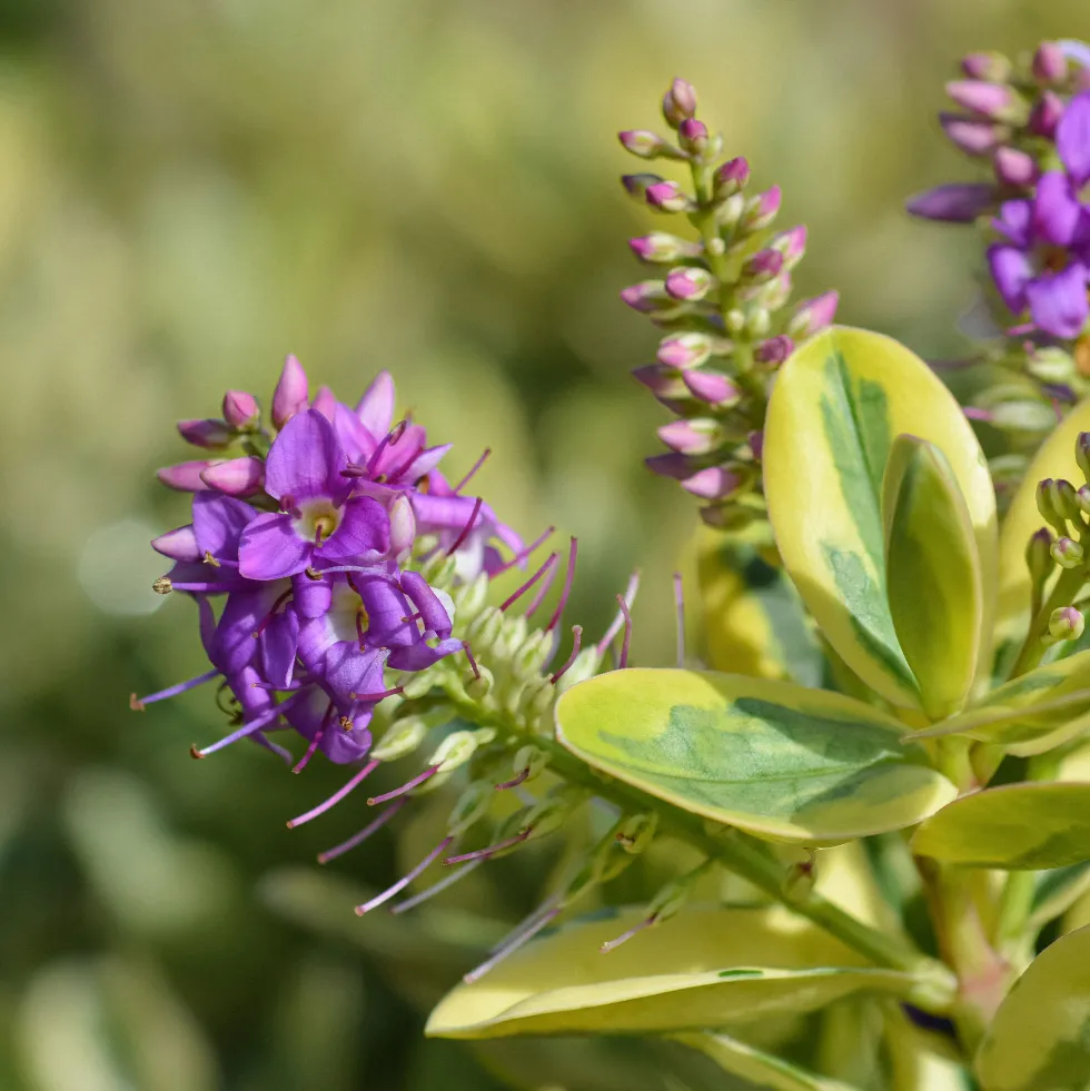 Hebe 'Variegata'