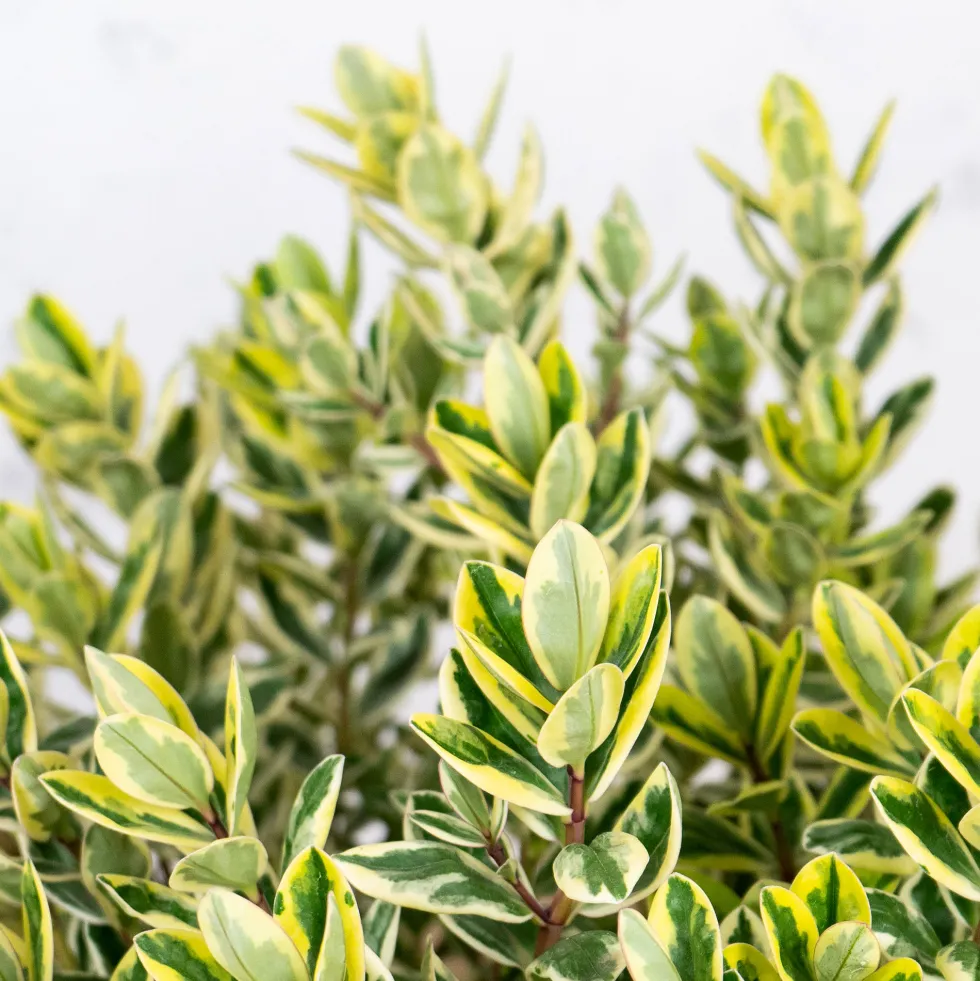 Hebe 'Variegata'