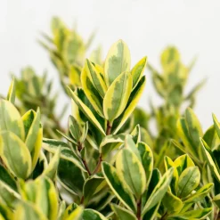 Hebe 'Variegata'
