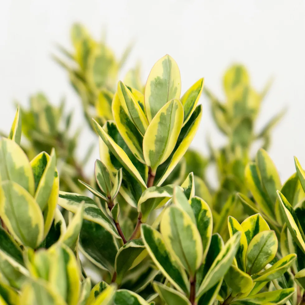 Hebe 'Variegata'