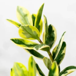 Hebe 'Variegata'