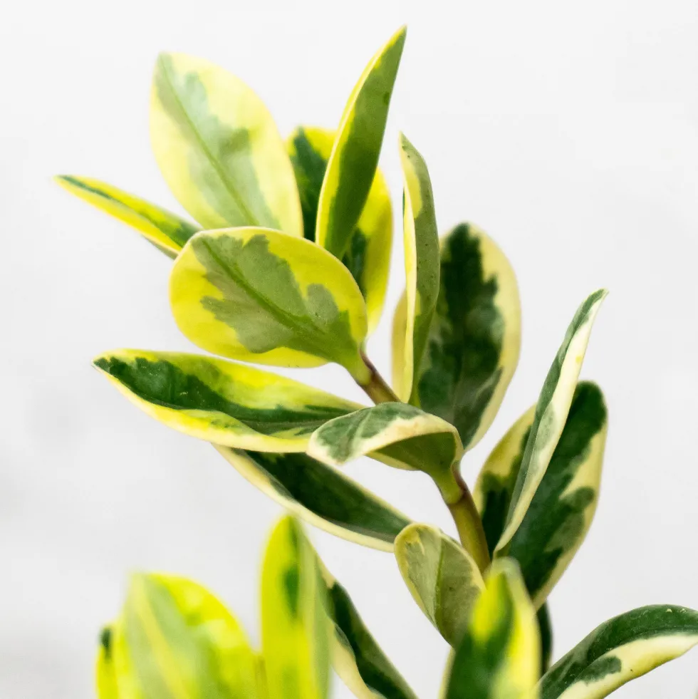 Hebe 'Variegata'