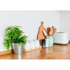Helecho Adiantum raddianum 'Fragans'