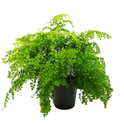 Helecho Adiantum raddianum 'Fragans'