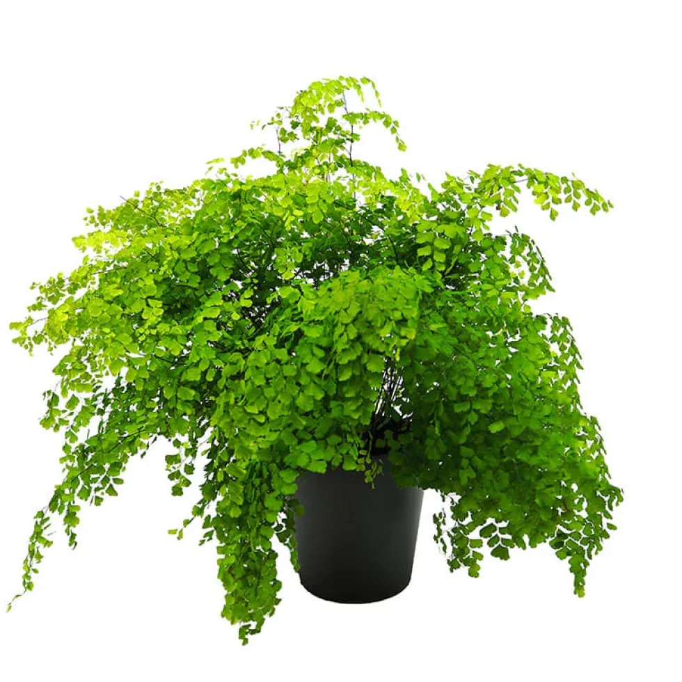 Helecho Adiantum raddianum 'Fragans'
