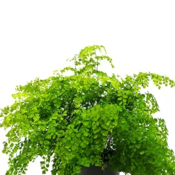 Helecho Adiantum raddianum 'Fragans'