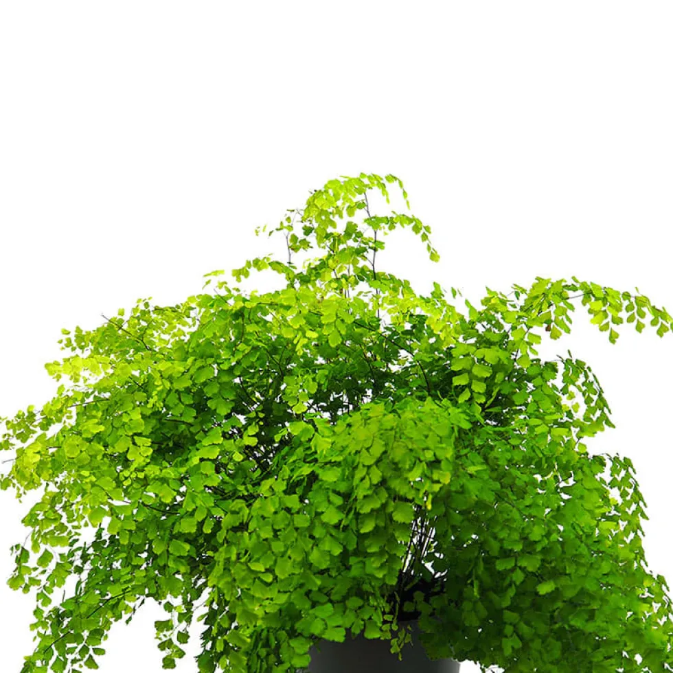 Helecho Adiantum raddianum 'Fragans'