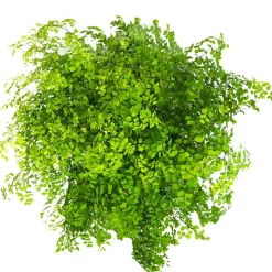 Helecho Adiantum raddianum 'Fragans'