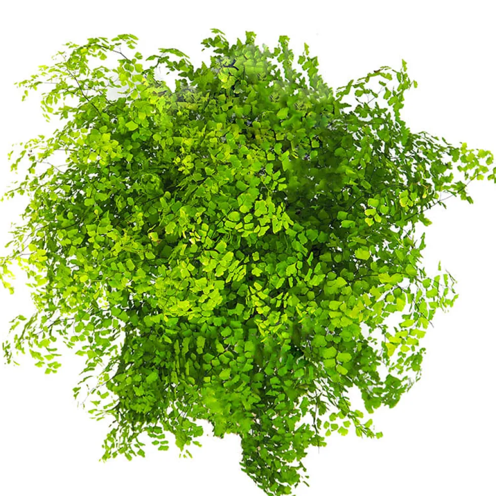 Helecho Adiantum raddianum 'Fragans'