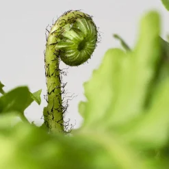 Helecho Blechnum gibbum Helecho 'Silver Lady'