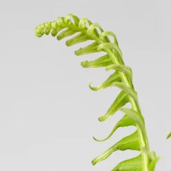 Helecho Blechnum gibbum Helecho 'Silver Lady'