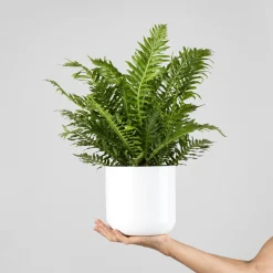 Helecho Blechnum gibbum Helecho 'Silver Lady'